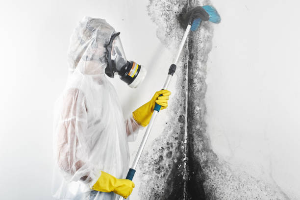 Best Environmental Consulting for Mold Prevention  in Pine Bluff, AR
