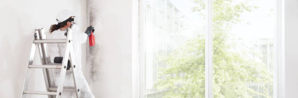  Pine Bluff, AR Mold Removal Pros